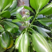 Ochrosia oppositifolia (Lam.) K.Schum.